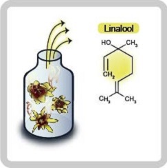 The scented genotype of wintersweet (Chimonanthus praecox)